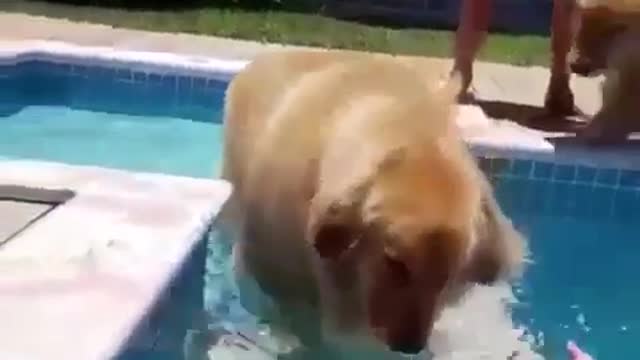 Dog and pool