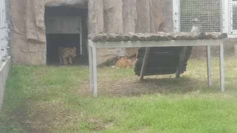 Four little lions fight together