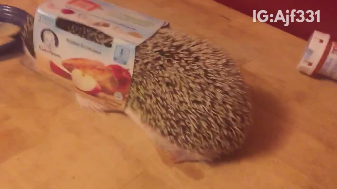 Hedgehog stuck with baby food box on it