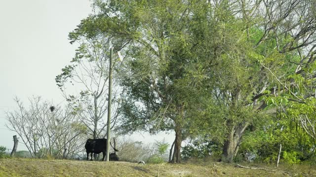 Black Cow Eat Outside Road