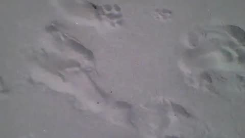 Stepping on the sand of the sea, many people passed by there [Nature & Animals]