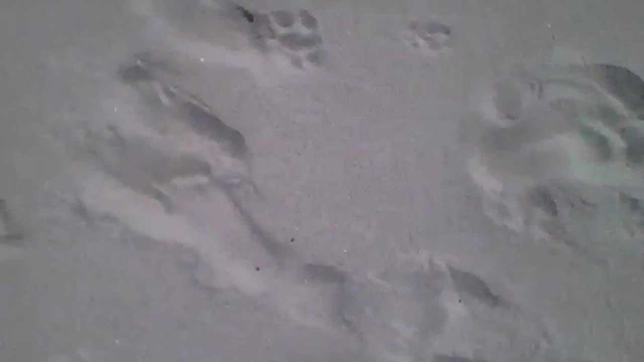 Stepping on the sand of the sea, many people passed by there [Nature & Animals]