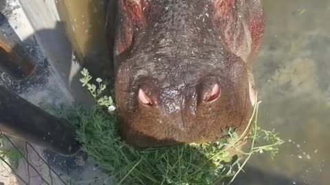 A hippopotamus