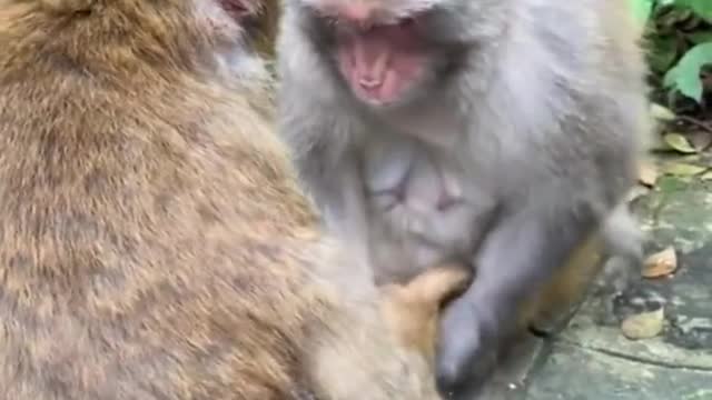 Funny monkeys