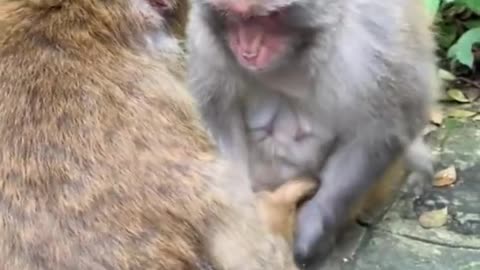 Funny monkeys