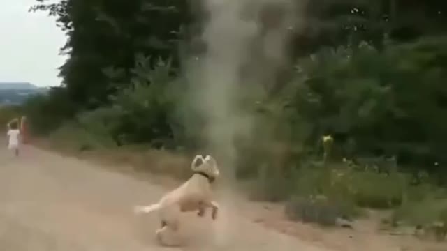 Dog Stops Tornado For forming 🥶🥶😱