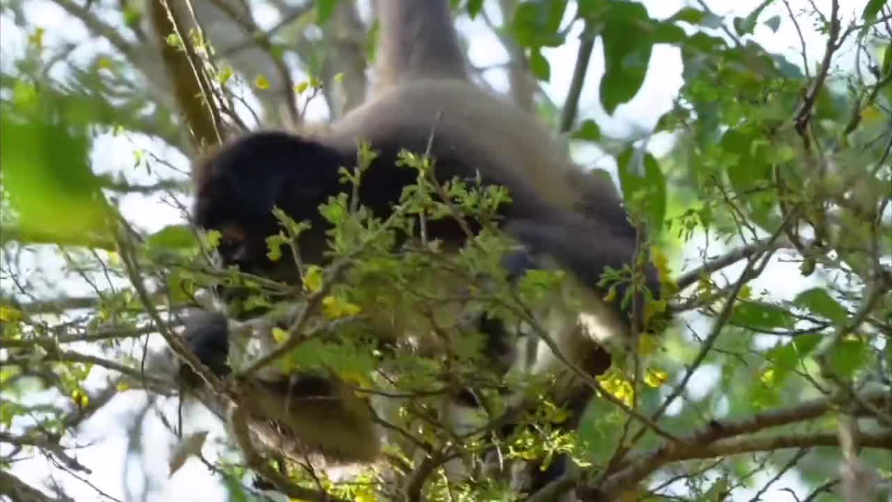 Spider monkeys : New World monkeys