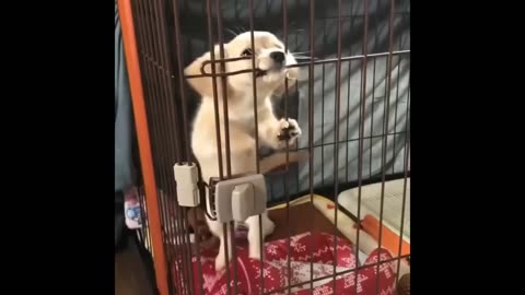Cutest baby animal videos you've seen today