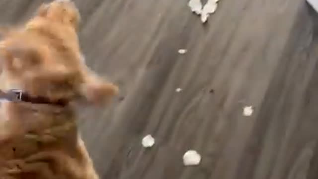 Dog is excited to show mom the mess he made 2