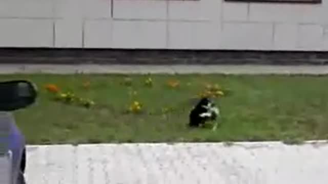 Cat And Dogs Funny Video