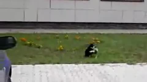 Cat And Dogs Funny Video