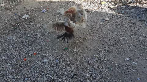 Incredible Cockfighting 👍