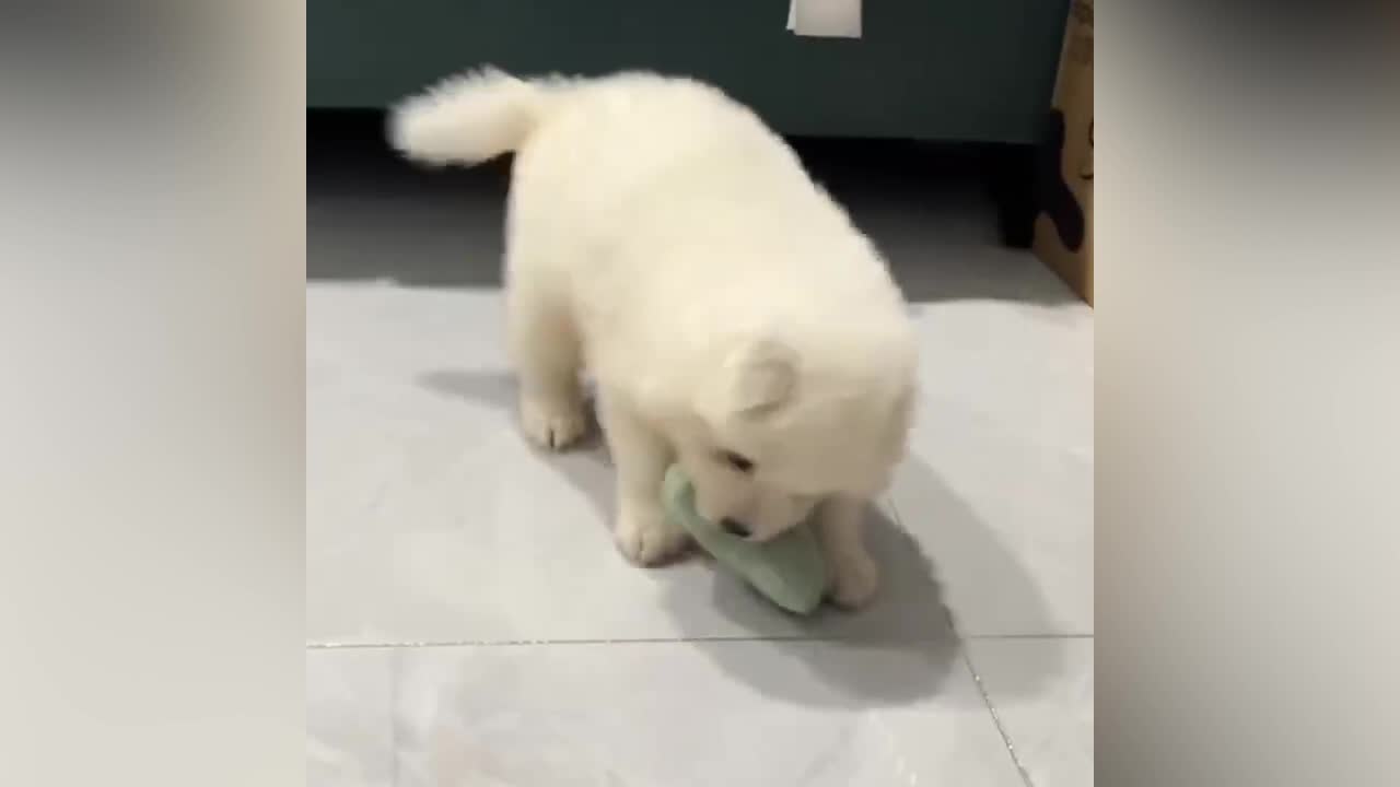 A dog that is playing a game