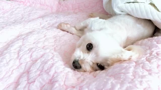 Puppy lying in bed