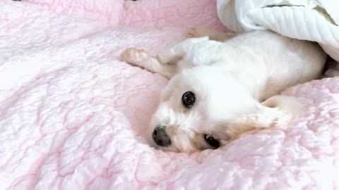 Puppy lying in bed