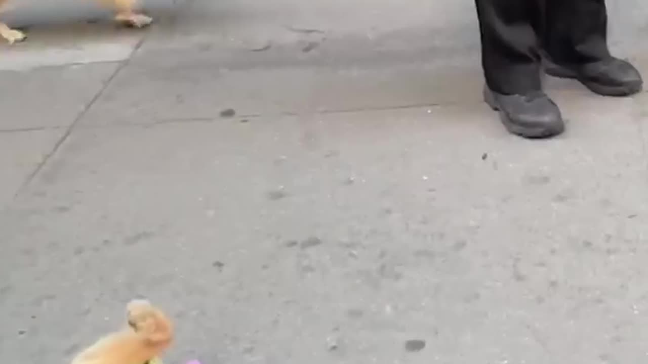 Animal cute protests