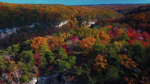 beautiful autumn trees