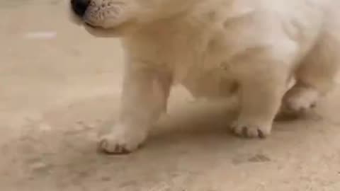 Puppy Dog Catwalk white Dog Baby