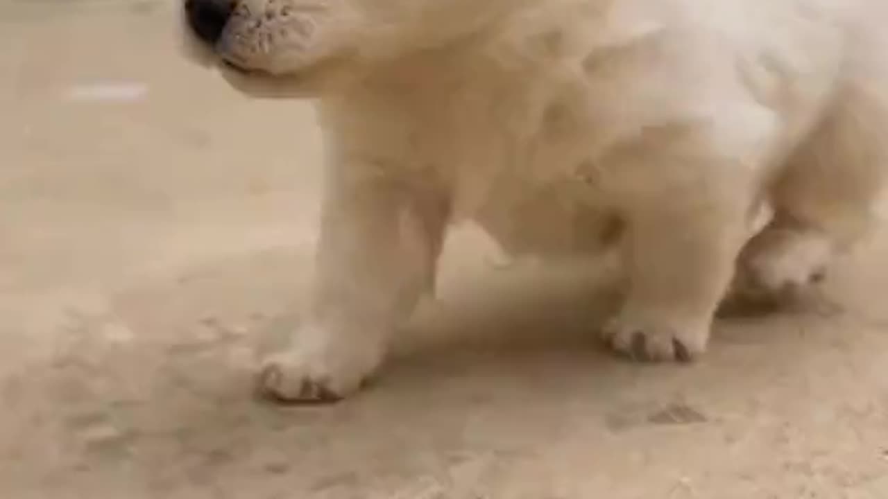 Puppy Dog Catwalk white Dog Baby