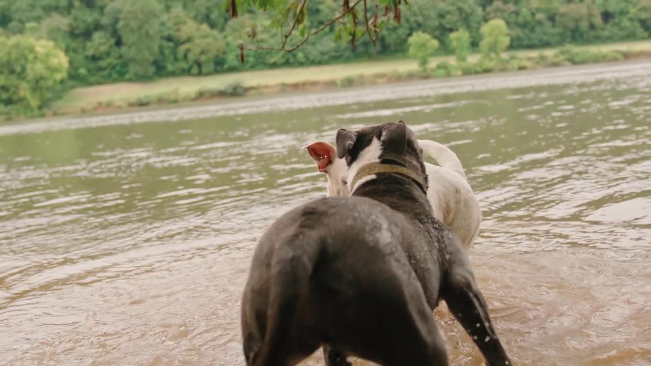 As doenças mais comuns em cães.