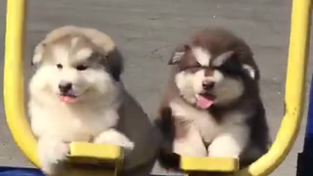 Adorable Puppy So Cute