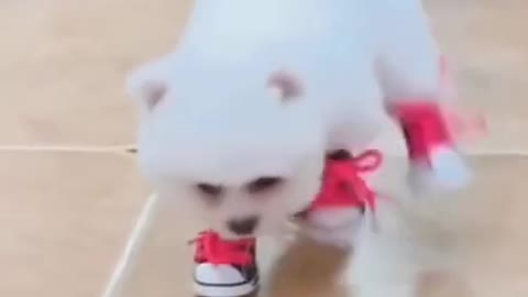 😂Funny dog walking in shoes😂|| Funny Dog Short || Funny Dog Compilation || short world