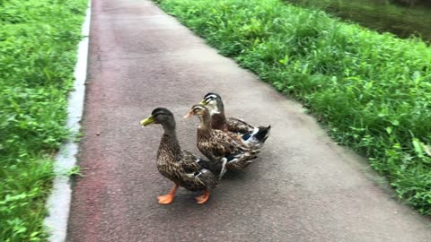 A flock of ducks walking with a person