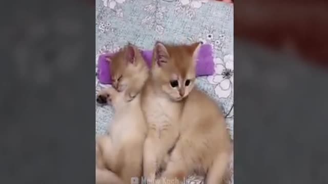 funny cats funny pets compilation