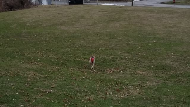 Hailey the Cattle dog playing catch 3