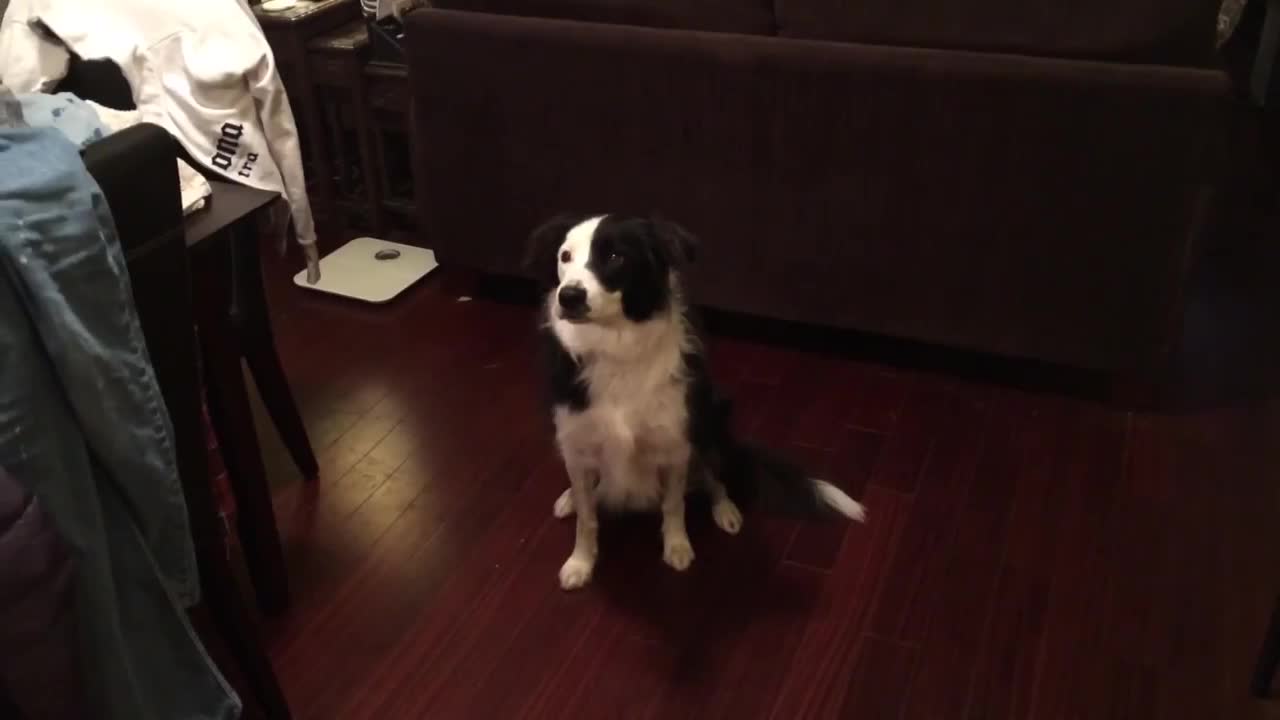 Border Collie is a breakdancing phenom!