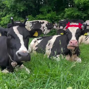 Synchronized regurgitation