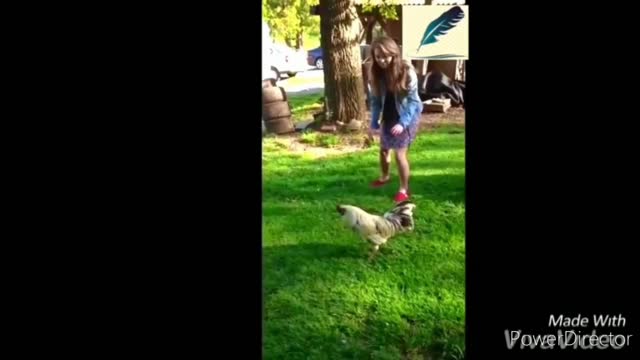 Funny Animal 5