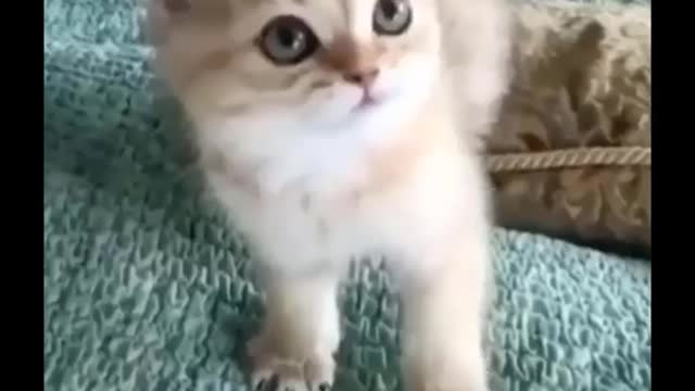 funny cats video The Challenge of Laughter