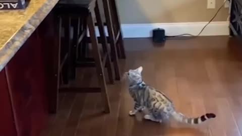 Cats gets scared by aluminum foil