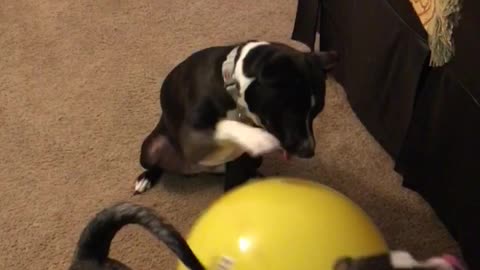 Dog humps ball randomly