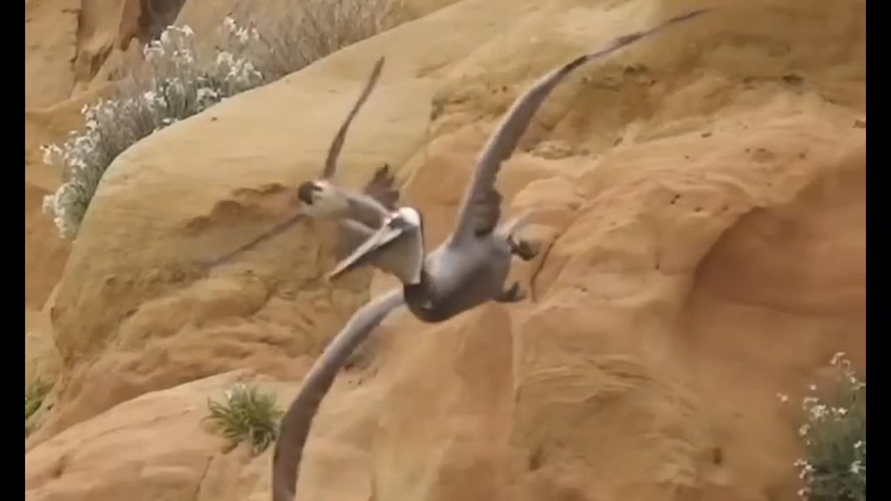 Crazy Peregrine Falcon Attack