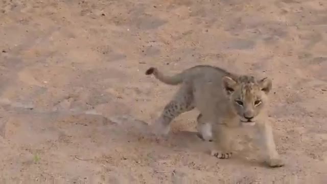 Lion Cub Roar