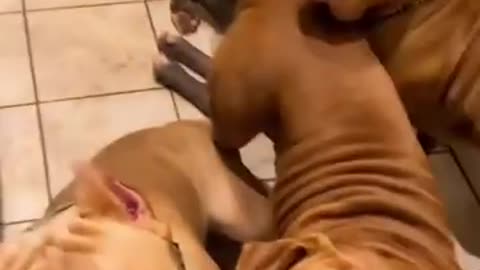 Fun Einbrecher