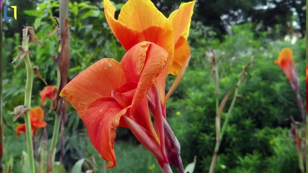The world's ten most exquisite flowers