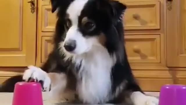 dogs SOO Cute Just a relaxing video