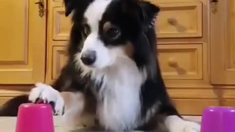 dogs SOO Cute Just a relaxing video