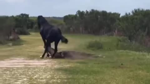 Crocodille Almost Killed By The Wild Horse! #animalshort #animalshortvideos