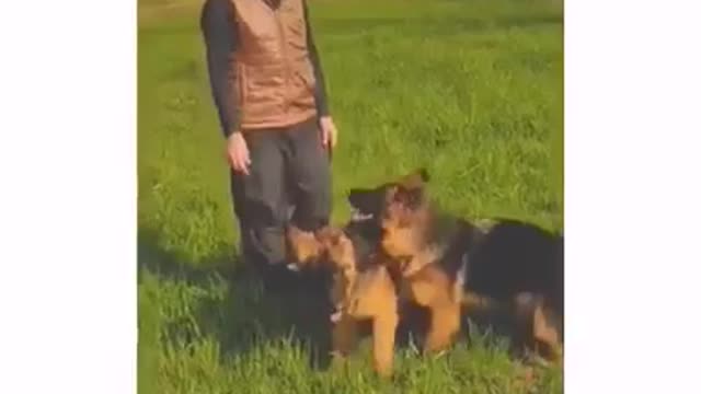 Jerman dogs running