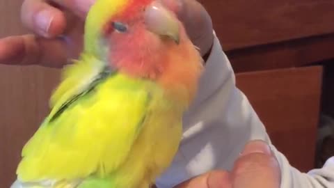 Red green and yellow bird being caressed