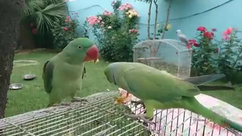 Amazing Parrot Video