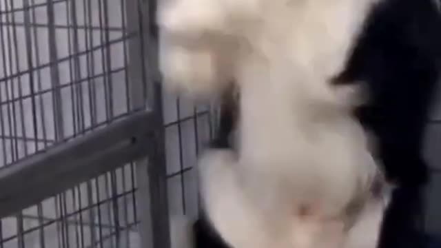 Funny dog video