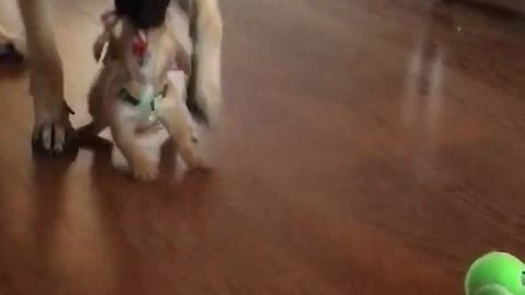 Big dog steals toy accidentally tosses puppy