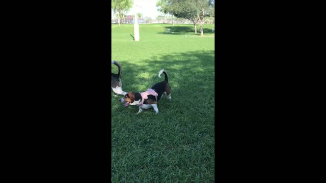 Cassie & Darla at the Dog Park