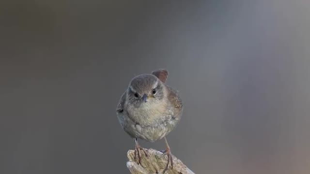 hey’re hoping to attract a mate! 🐦💕