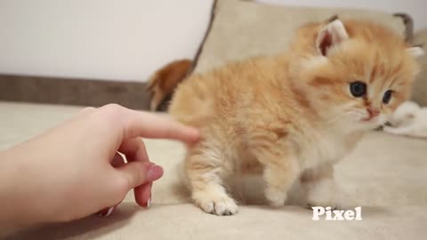 Little kittens meet their older sisters